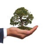 corporate hand holding a green tree