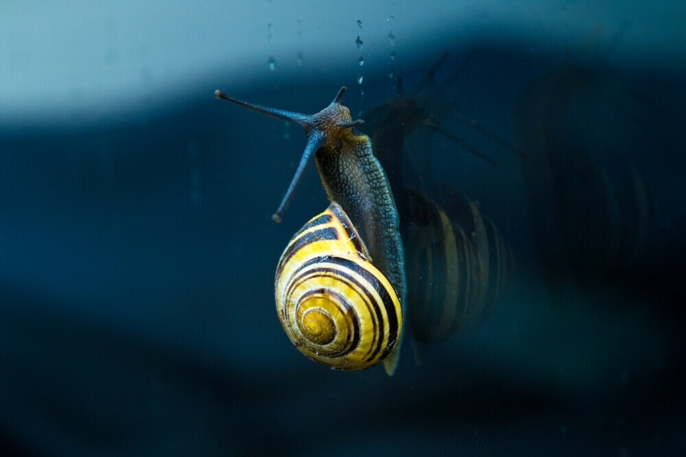 Vertical Snail